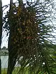 Ripe fruit in December (summer) in Brazil.