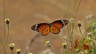 The Neoptera, including butterflies and most other insects, have indirect flight musculature