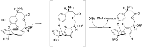 DNA cleavage caused by the C-1027 chromoprotein