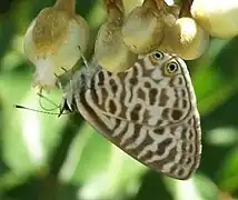 Leptotes pirithous on the flowers