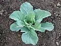 Cabbage (brassica oleracea var. capitata)