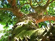 Spiny trunk, Botanical Garden, São Paulo