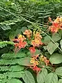 Flowers in Jharkhand, India