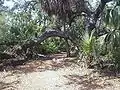 Nature trail with large oak limb, a palm tree, and saw palmettos on both sides of the path