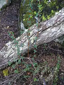 Calafate (Berberis buxifolia) plant west of Ushuaia