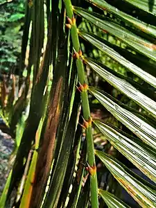 Underside of the rachis with stout barbs