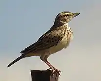 C. s. bradfieldi near Ritchie, N. Cape(large-billed)