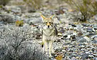 Coyote (Canis latrans)