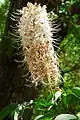 Flower spike in May