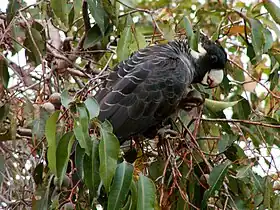  Long-billed black cockatoo foraging amid eucalypt foliage