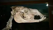 Skull