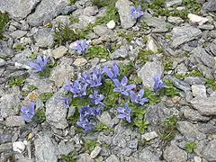 Mont Cenis campanula