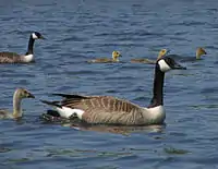 Canada goose with goslings