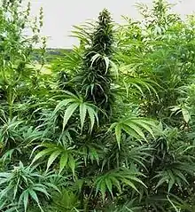 Cannabis indica