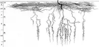 Root system side view