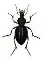 Illustration of  Carabus gigas from Carl Gustav Calwer and Gustav Jäger, "Naturgeschichte der Käfer Europas" (1876), Table 1, Picture 13.