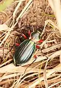 Carabus auronitens escheri