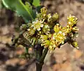 Inflorescence