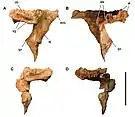 Postorbitals of C. saharicus