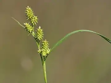 Carex demissa