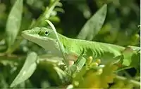 The Carolina anole lizard, Anolis carolinensis, is smoothly countershaded.