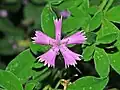 Flower of Dianthus seguieri