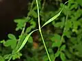 Leaves of Dianthus seguieri