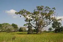 Image 32Landscape of Casamance (from Senegal)