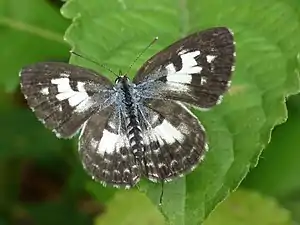 Female upperside, Kerala, India