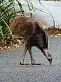 An older juvenile walking across a road in Australia