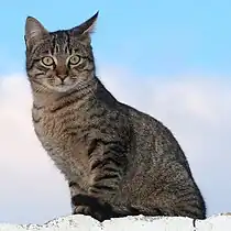 Black mackerel tabby cat