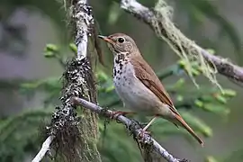 Hermit thrush