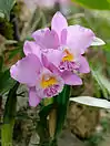 Cattleya Beaumesnil 'Parme'