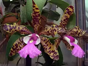 Resupinate flowers of Cattleya aclandiae