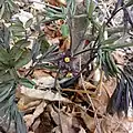 C. giganteum, young foliage and flower