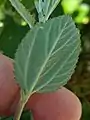 The 3-ribbed base of the underside of the leaf