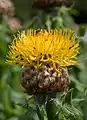 Globe knapweed (C. macrocephala