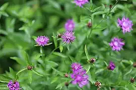 Centaurea nigra L. ― Black knapweed