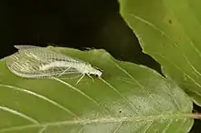 Ceraeochrysa lineaticornis