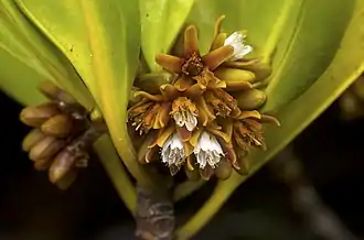 flowering