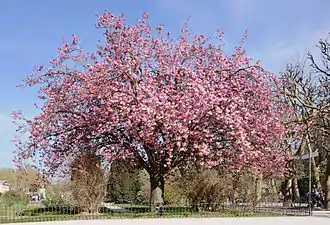 Cherry blossom tree