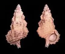 Cerithium columna