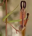 Ceropegia linearis