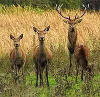 One male and three females in the Salburua wetlands of Basque Country in Spain