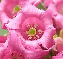 Cestrum elegans flowers in extreme close-up.