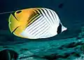 Threadfin butterflyfishChaetodon (Rabdophorus) auriga