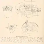 Chaetophallus umbrellus