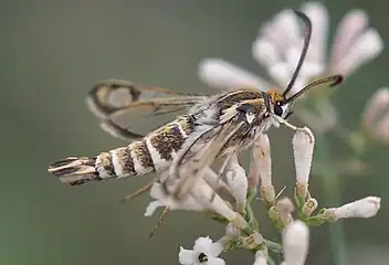 Chamaesphecia bibioniformis