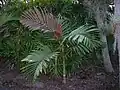 Young plant in Florida