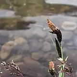 Grass flowers by the lake, Jun 2018